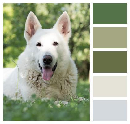 Pet White Swiss Shepherd Dog Dog Image